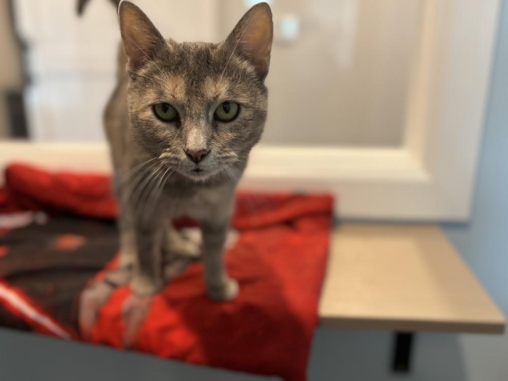 Enlarge Rita Moreno, a Adoptable mixed breed in Norristown, PA image 1/4