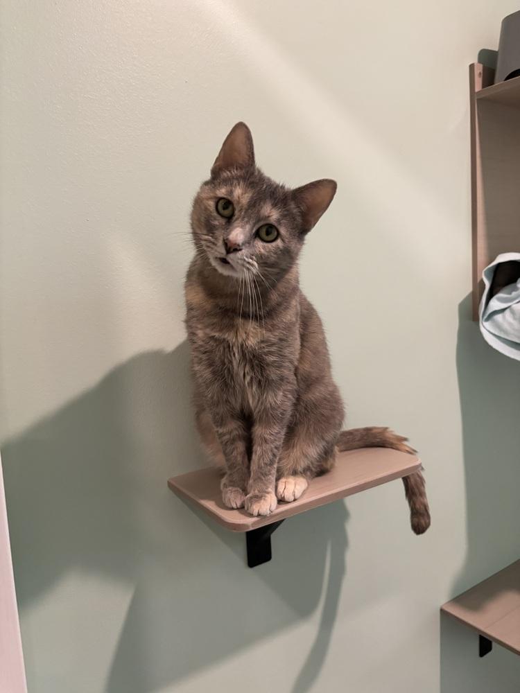 Enlarge Rita Moreno, a Adoptable mixed breed in Norristown, PA image 2/3