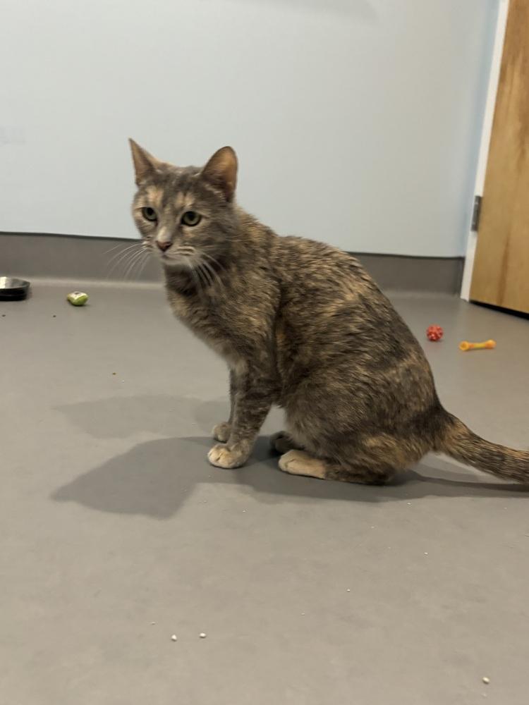 Enlarge Rita Moreno, a Adoptable mixed breed in Norristown, PA image 4/4