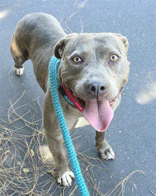 VIOLET, Adoptable, Young Female Pit Bull Terrier.