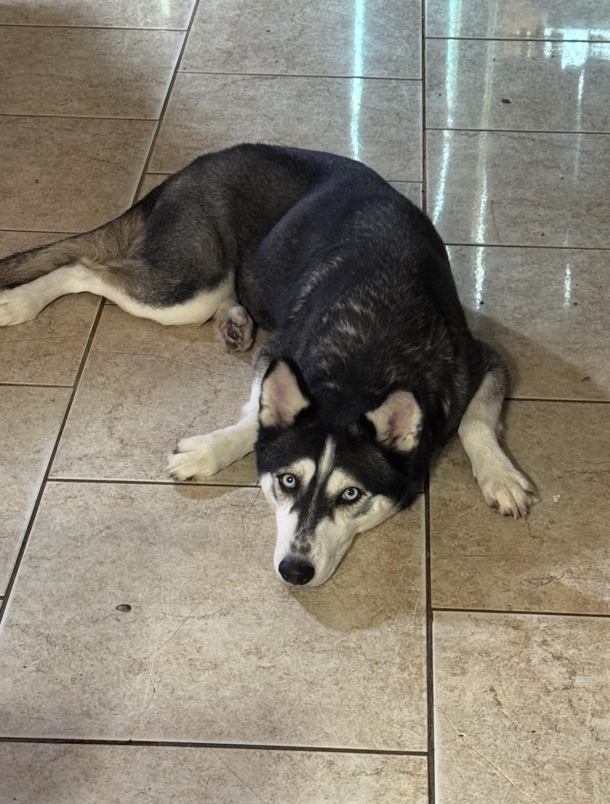 Bluebell, a Adoptable Siberian Husky in Punta Gorda, FL image 3/4