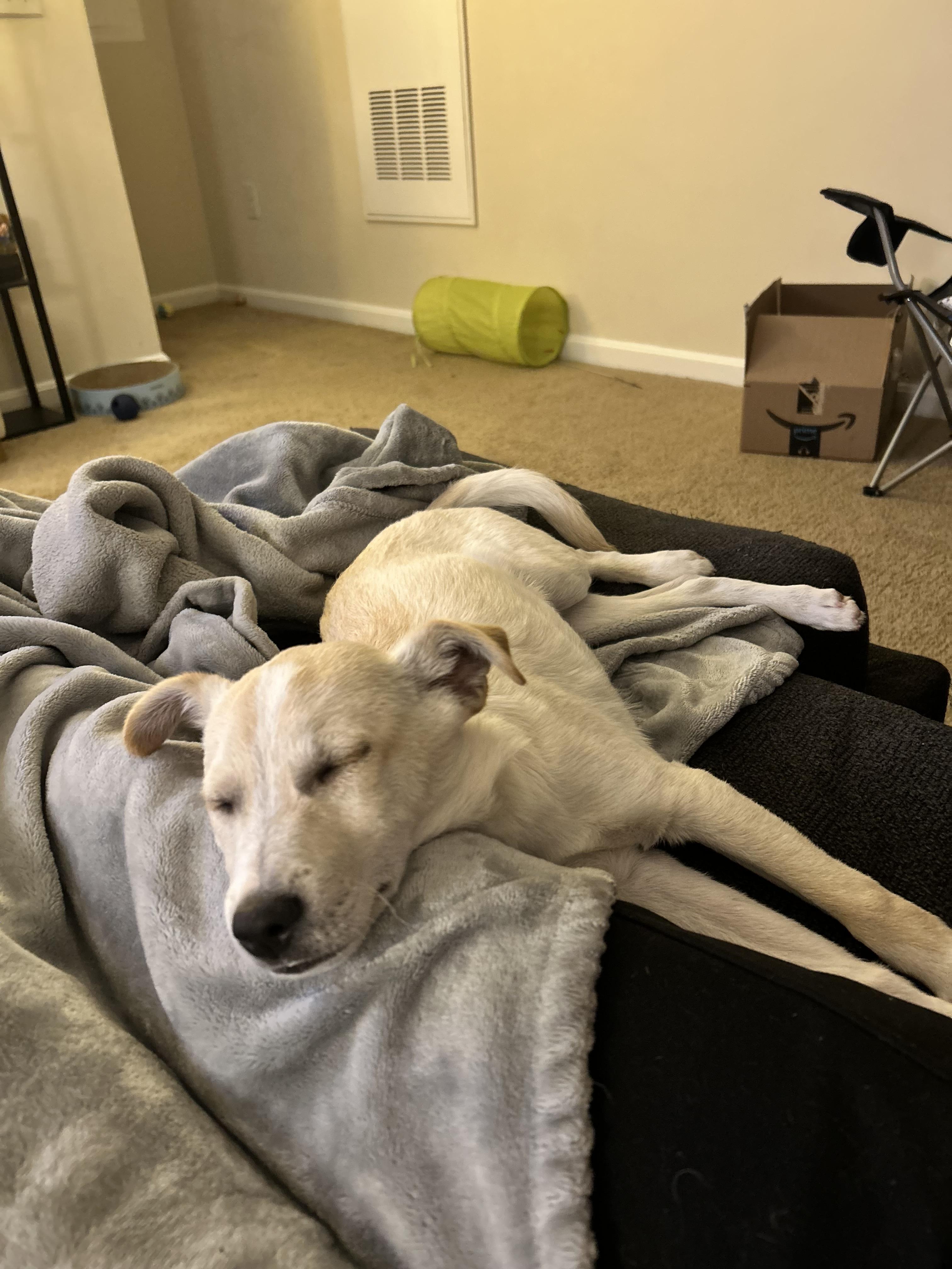 Enlarge Octavian , a ADOPTABLE mixed breed in Columbia, MD image 3/3