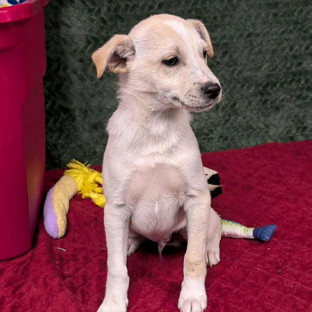 Octavian CS , ADOPTABLE, Puppy Male Labrador Retriever.