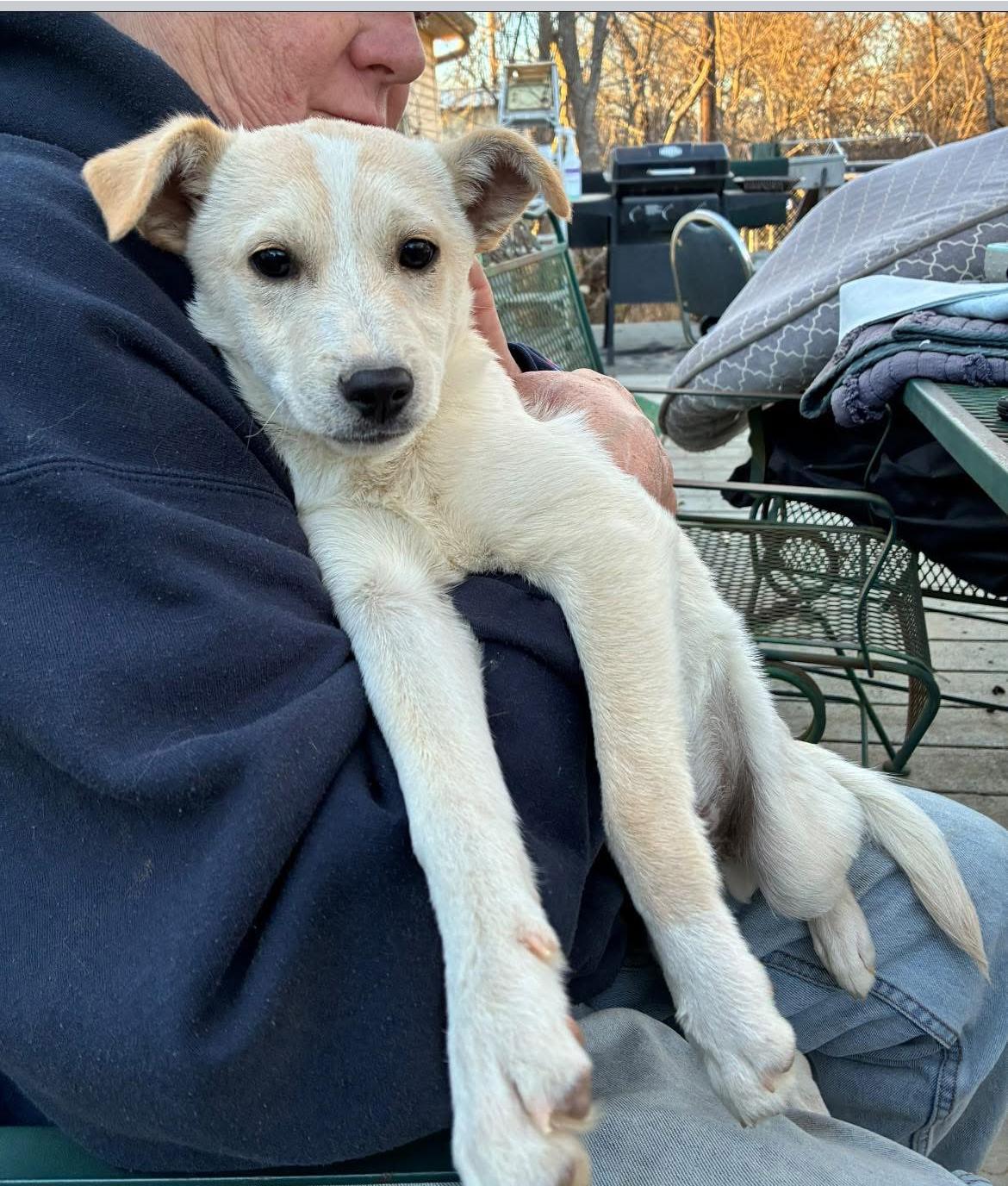 Enlarge Octavian , a ADOPTABLE mixed breed in Columbia, MD image 1/3