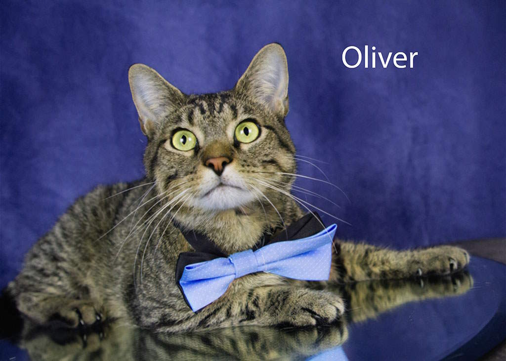 Enlarge Oliver, a Adoptable Tabby in York, NE image 3/4