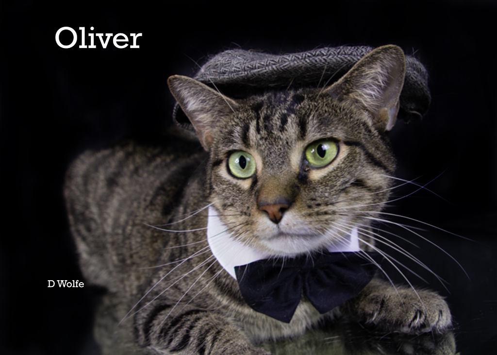 Enlarge Oliver, a Adoptable Tabby in York, NE image 3/6