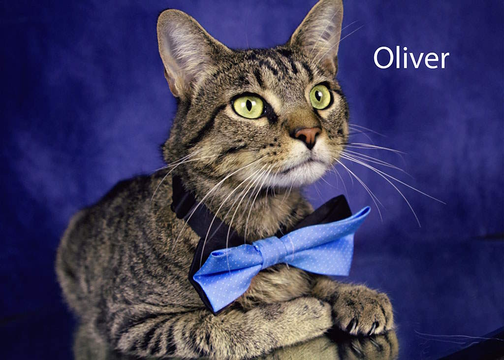 Enlarge Oliver, a Adoptable Tabby in York, NE image 1/4