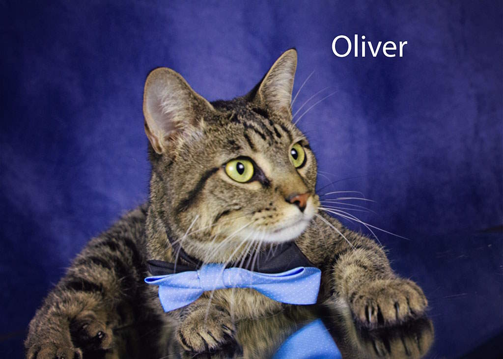 Enlarge Oliver, a Adoptable Tabby in York, NE image 2/4
