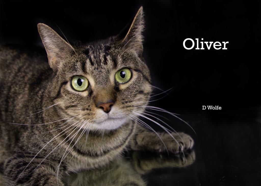 Enlarge Oliver, a Adoptable Tabby in York, NE image 2/6