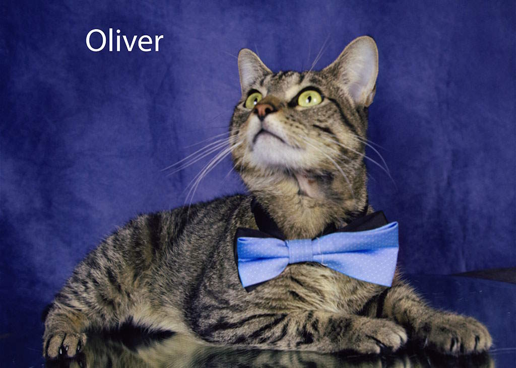 Enlarge Oliver, a Adoptable Tabby in York, NE image 4/4