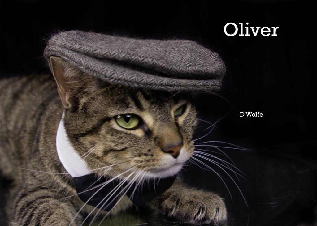 Enlarge Oliver, a Adoptable Tabby in York, NE image 5/6