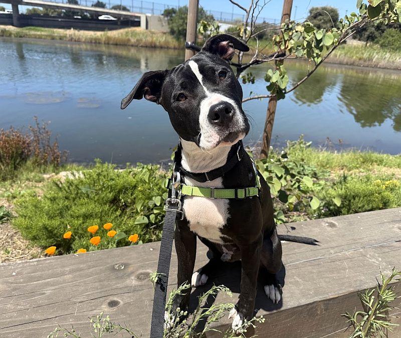 Manuel, ADOPTABLE, Puppy Male Pit Bull Terrier.