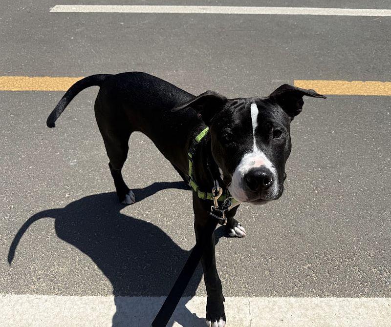 Enlarge Manuel, a ADOPTABLE Pit Bull Terrier in Berkeley, CA image 5/6