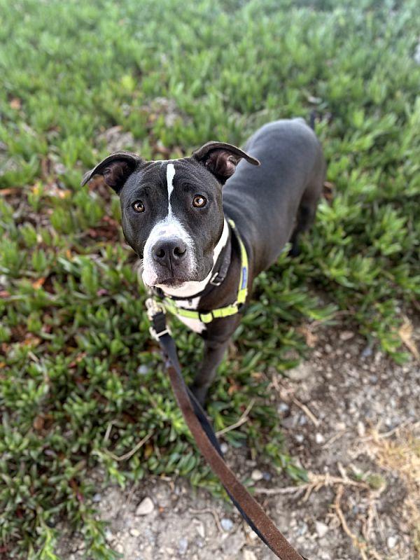 Enlarge Manuel, a ADOPTABLE Pit Bull Terrier in Berkeley, CA image 3/6