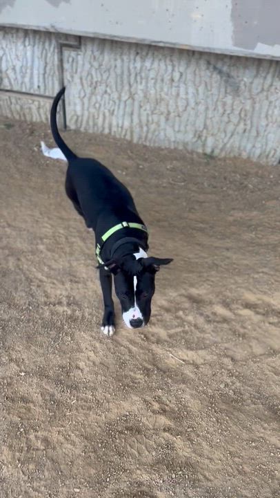 Enlarge Manuel, a ADOPTABLE Pit Bull Terrier in Berkeley, CA video 6/6