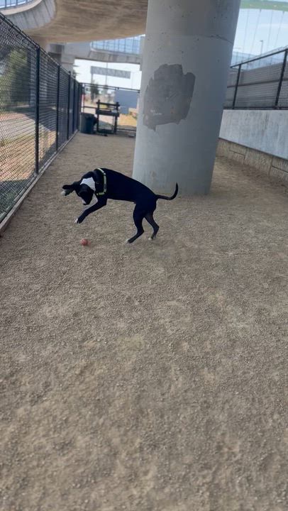 Enlarge Manuel, a ADOPTABLE Pit Bull Terrier in Berkeley, CA video 2/6