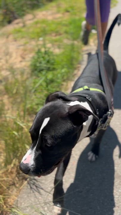 Enlarge Manuel, a ADOPTABLE Pit Bull Terrier in Berkeley, CA video 4/6