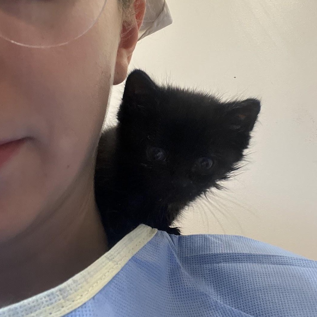 Enlarge Kettlebell, an adopted Domestic Medium Hair in Salisbury, NC image 6/6