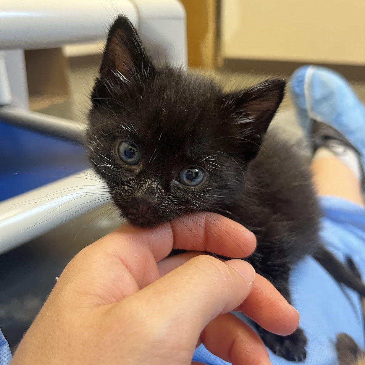 Enlarge Kettlebell, an adopted Domestic Medium Hair in Salisbury, NC image 2/6