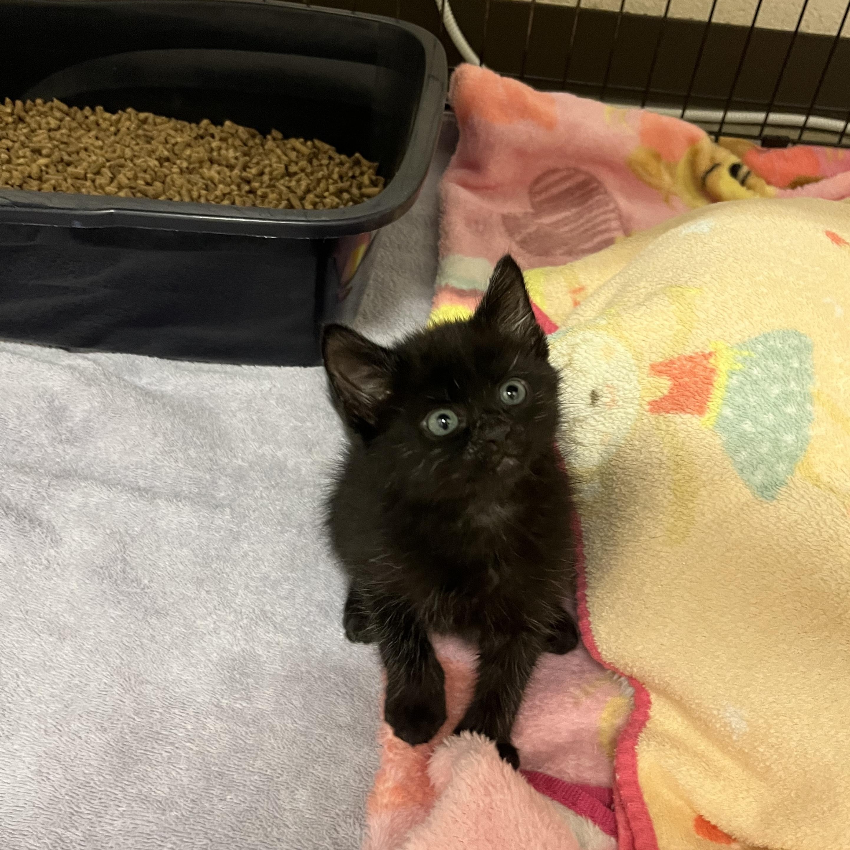 Enlarge Kettlebell, an adopted Domestic Medium Hair in Salisbury, NC image 5/6
