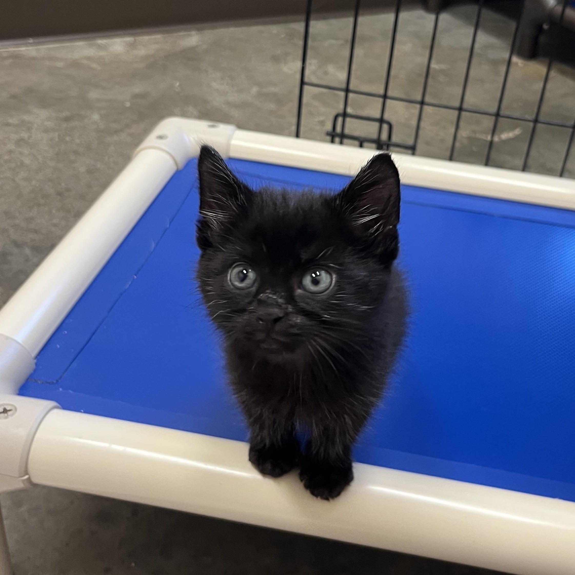 Enlarge Kettlebell, an adopted Domestic Medium Hair in Salisbury, NC image 3/6
