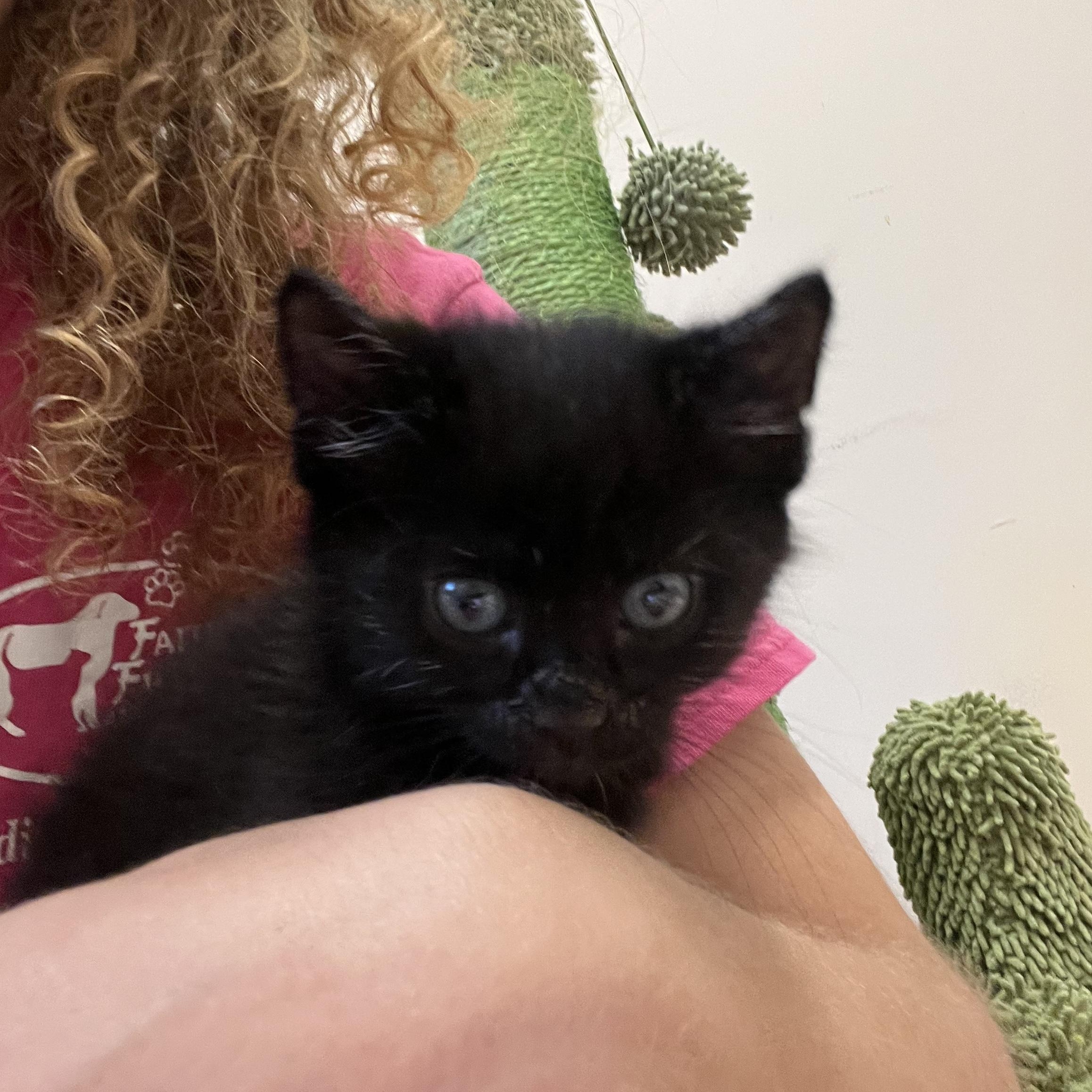 Enlarge Kettlebell, an adopted Domestic Medium Hair in Salisbury, NC image 4/6