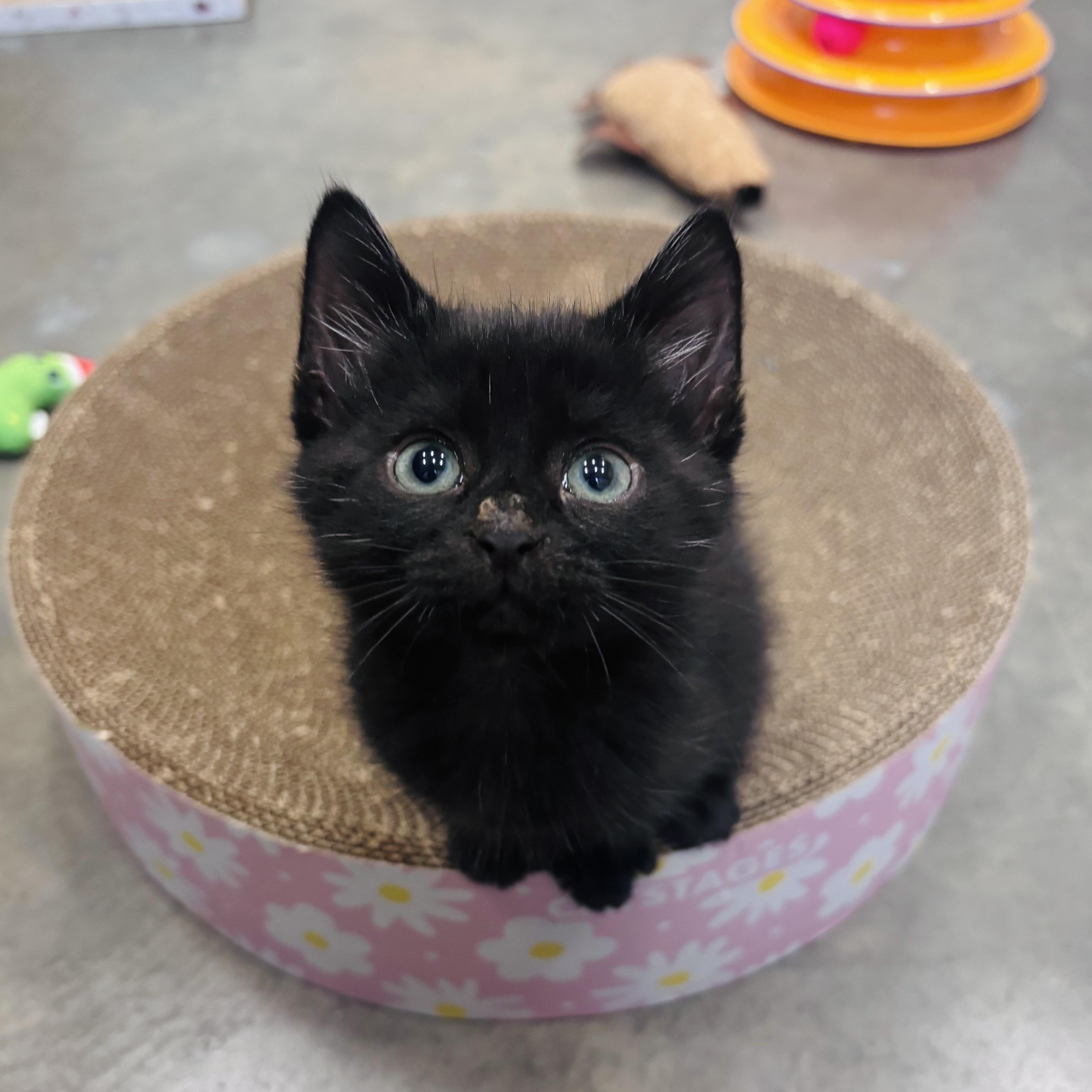 Enlarge Kettlebell, an adopted Domestic Medium Hair in Salisbury, NC image 1/6