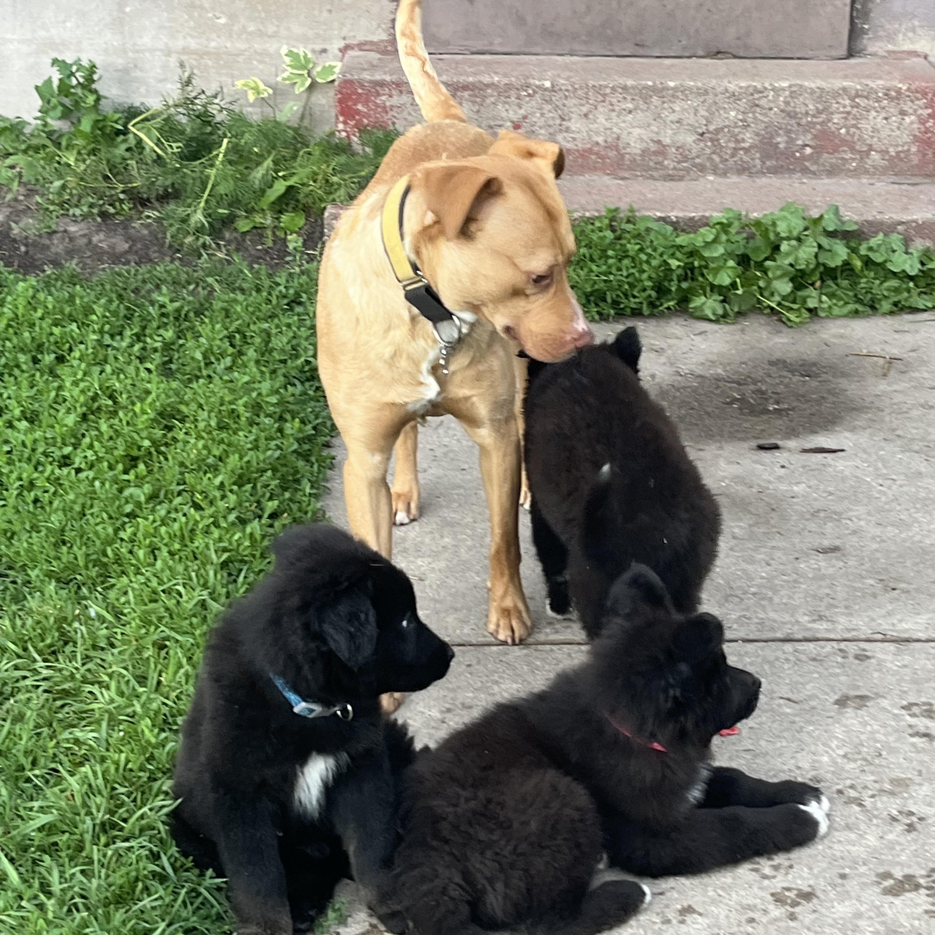 Roman, a Adoptable mixed breed in Crookston, MN image 2/4