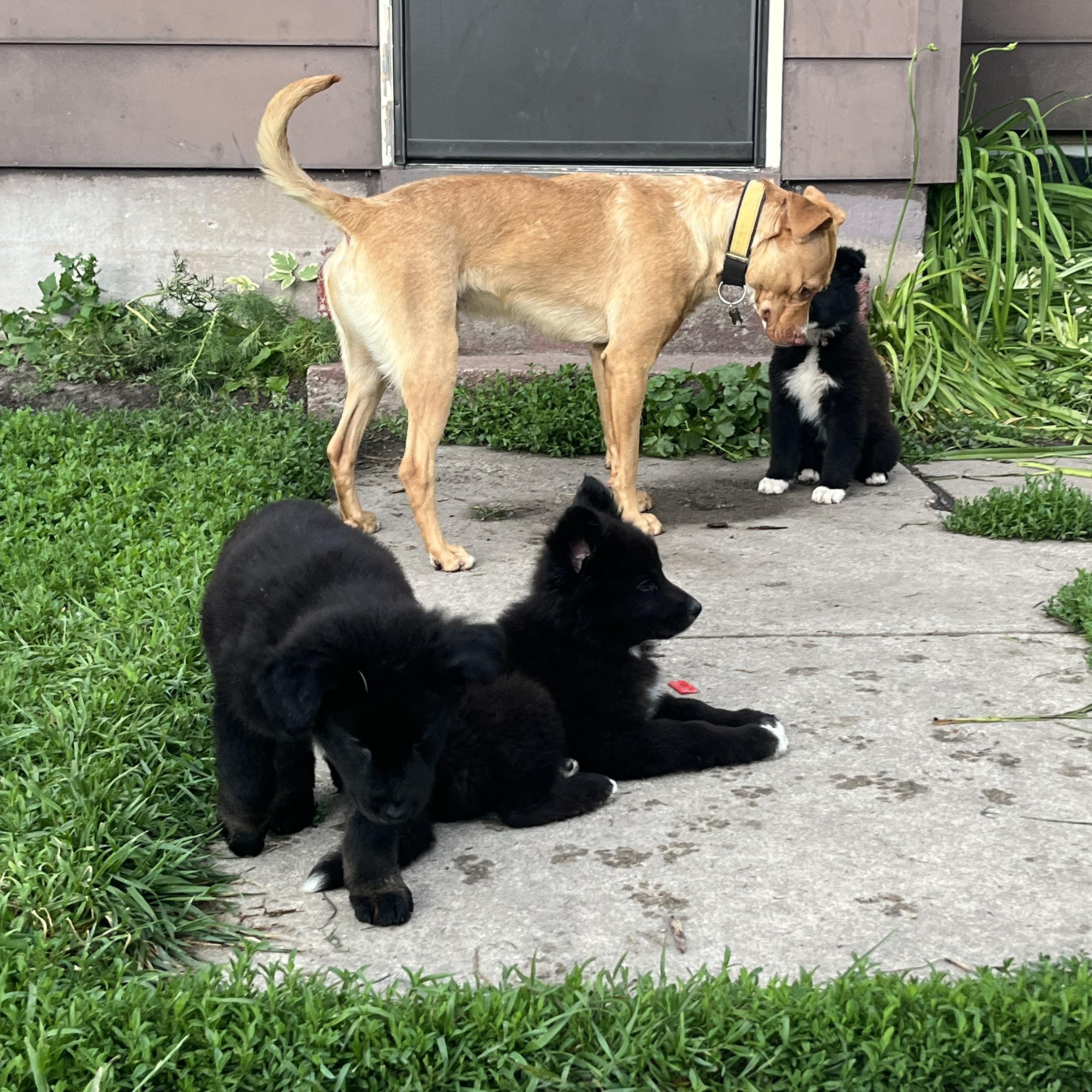 Roman, an adoptable Labrador Retriever, Pit Bull Terrier in Crookston, MN, 56716 | Photo Image 3