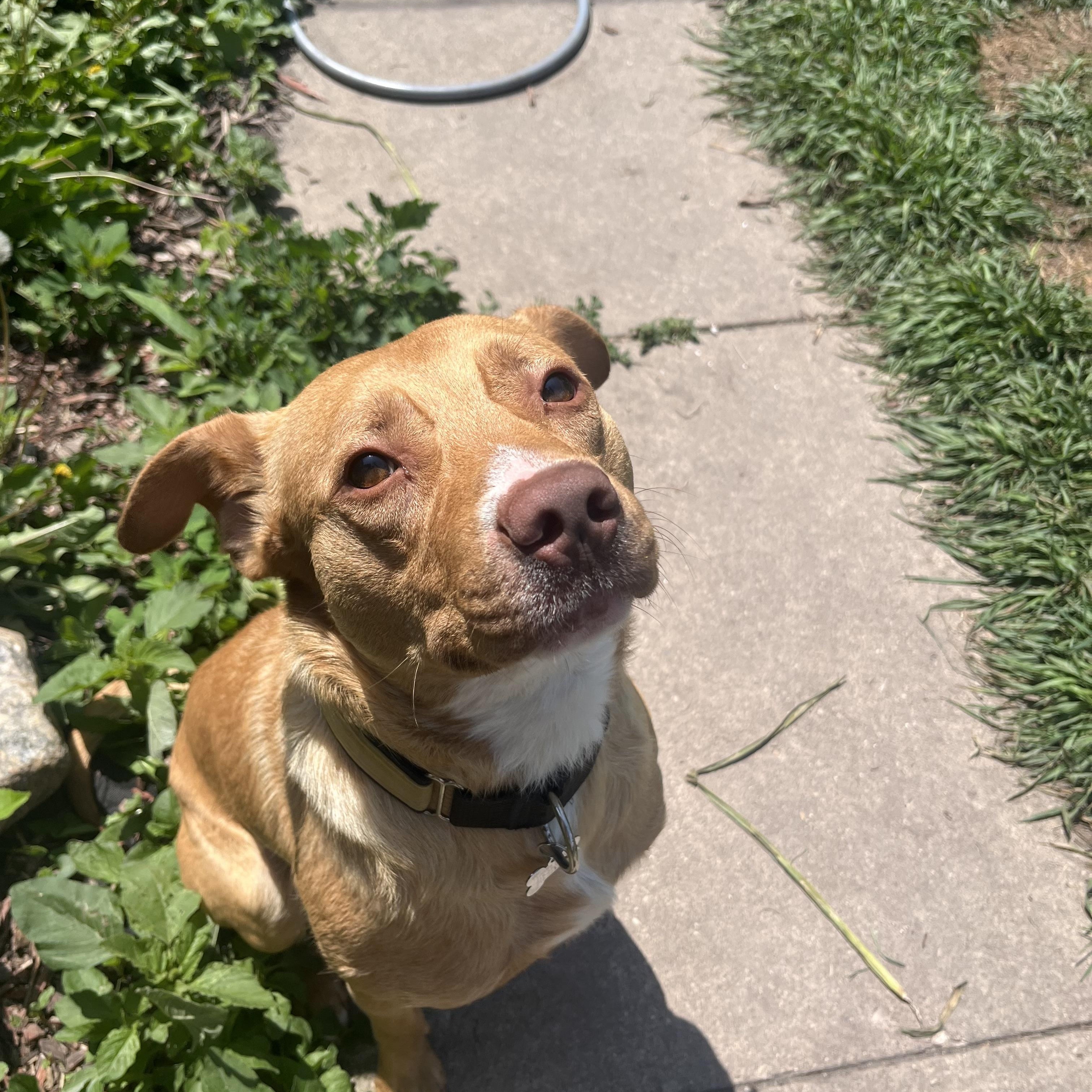 Roman, an adoptable Labrador Retriever, Pit Bull Terrier in Crookston, MN, 56716 | Photo Image 4