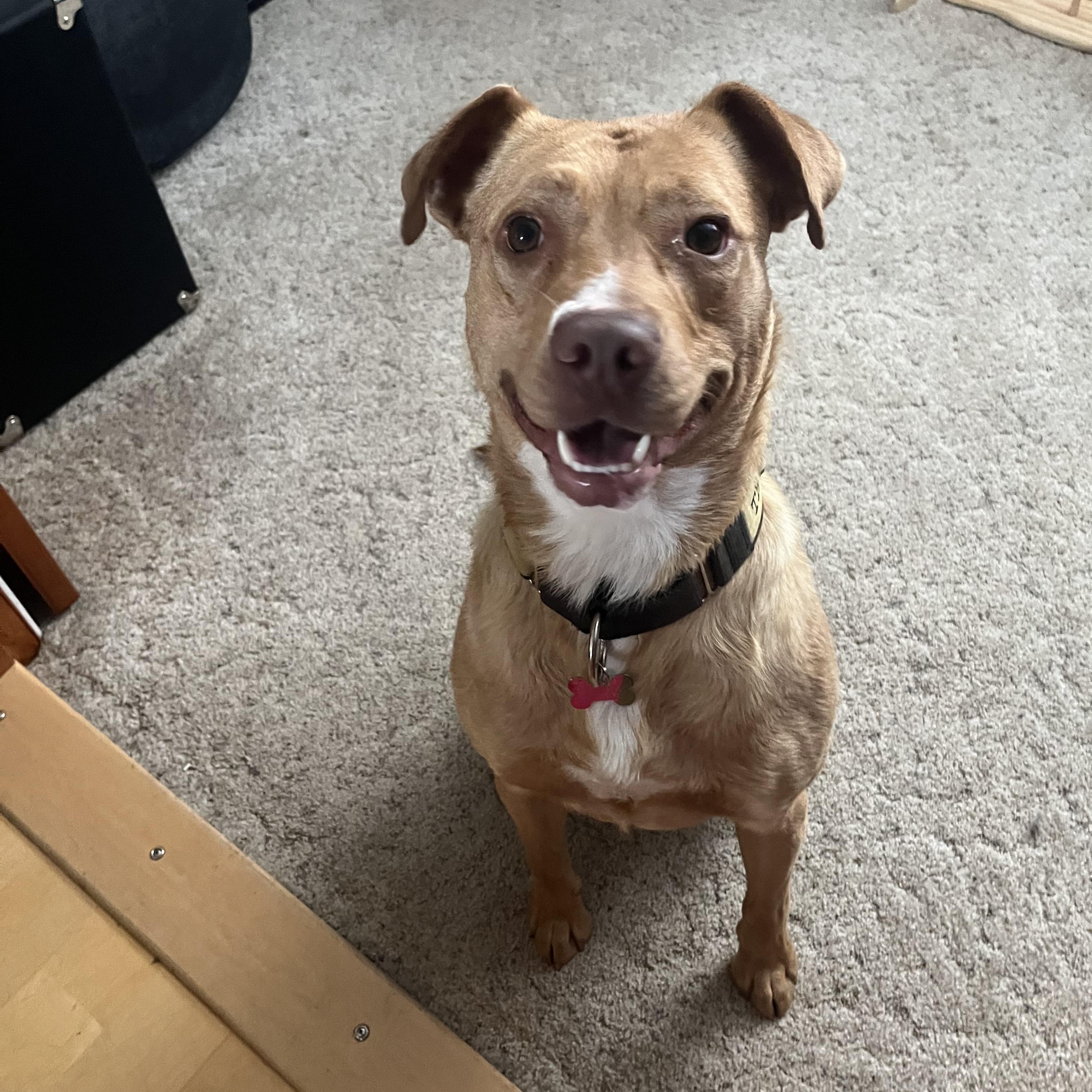 Roman, Adoptable, Young Male Labrador Retriever & Pit Bull Terrier.