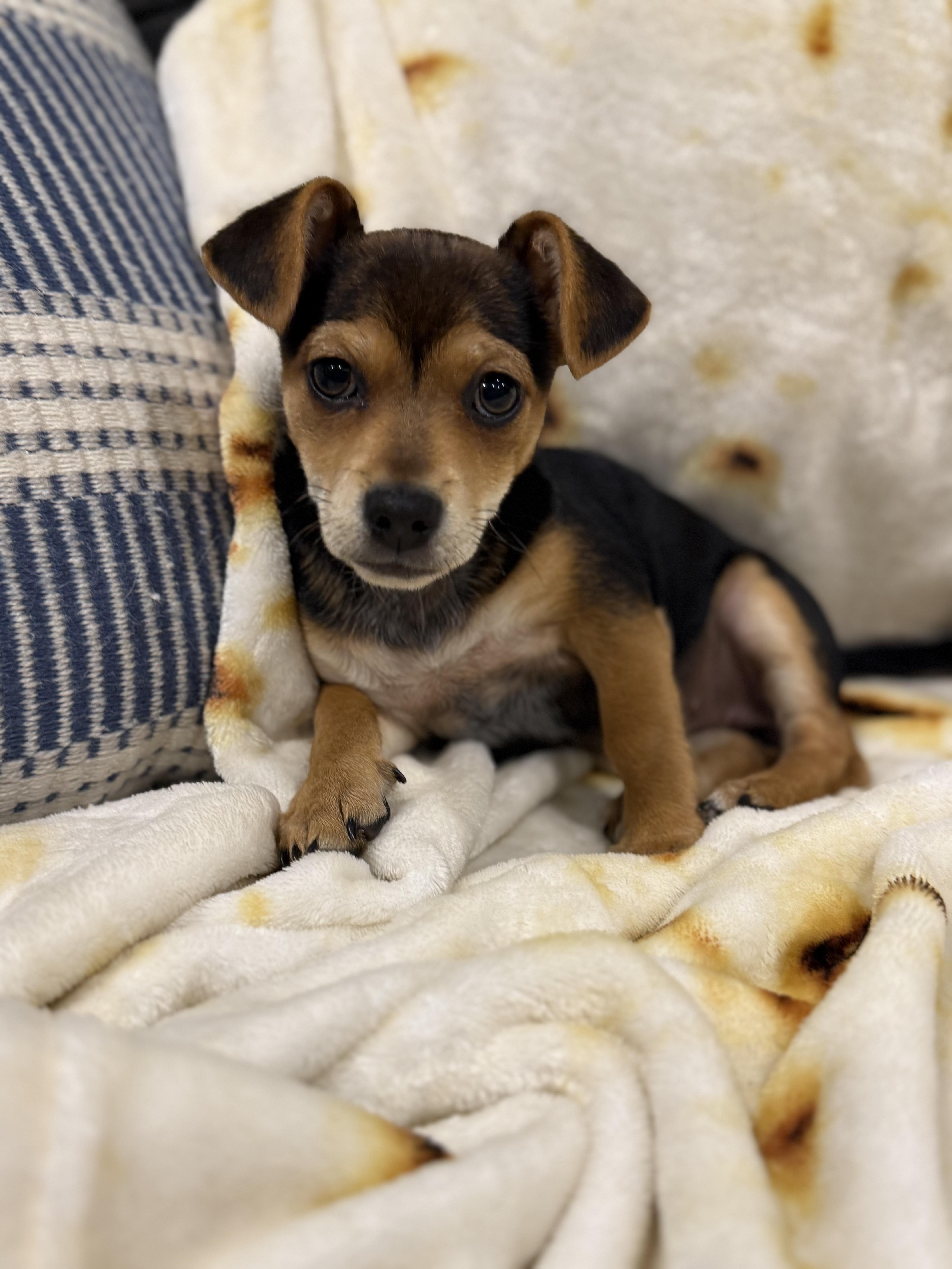 Lily, a ADOPTABLE mixed breed in Penryn, CA image 1/3