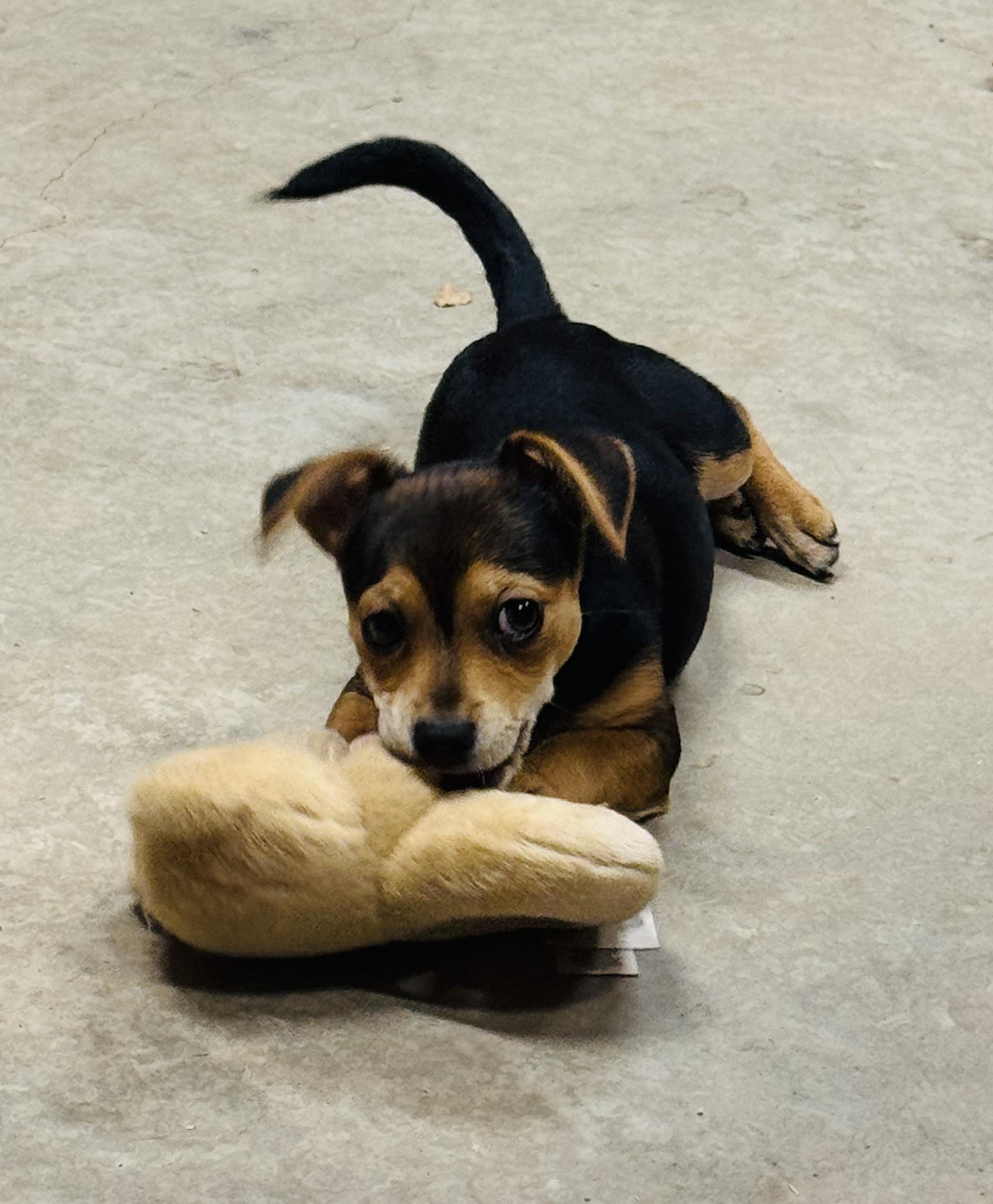 Lily, a ADOPTABLE mixed breed in Penryn, CA image 3/3