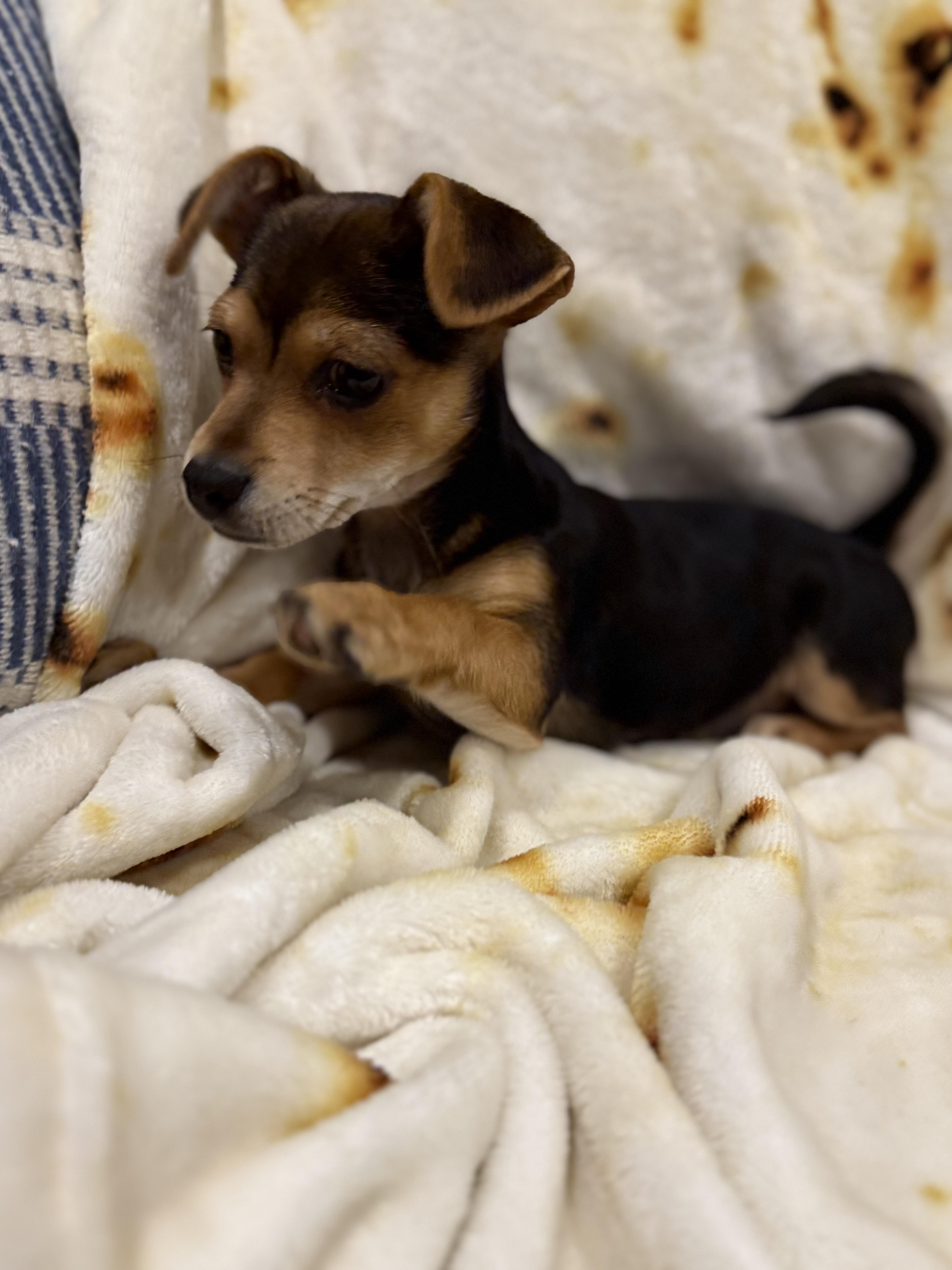 Lily, a ADOPTABLE mixed breed in Penryn, CA image 2/3