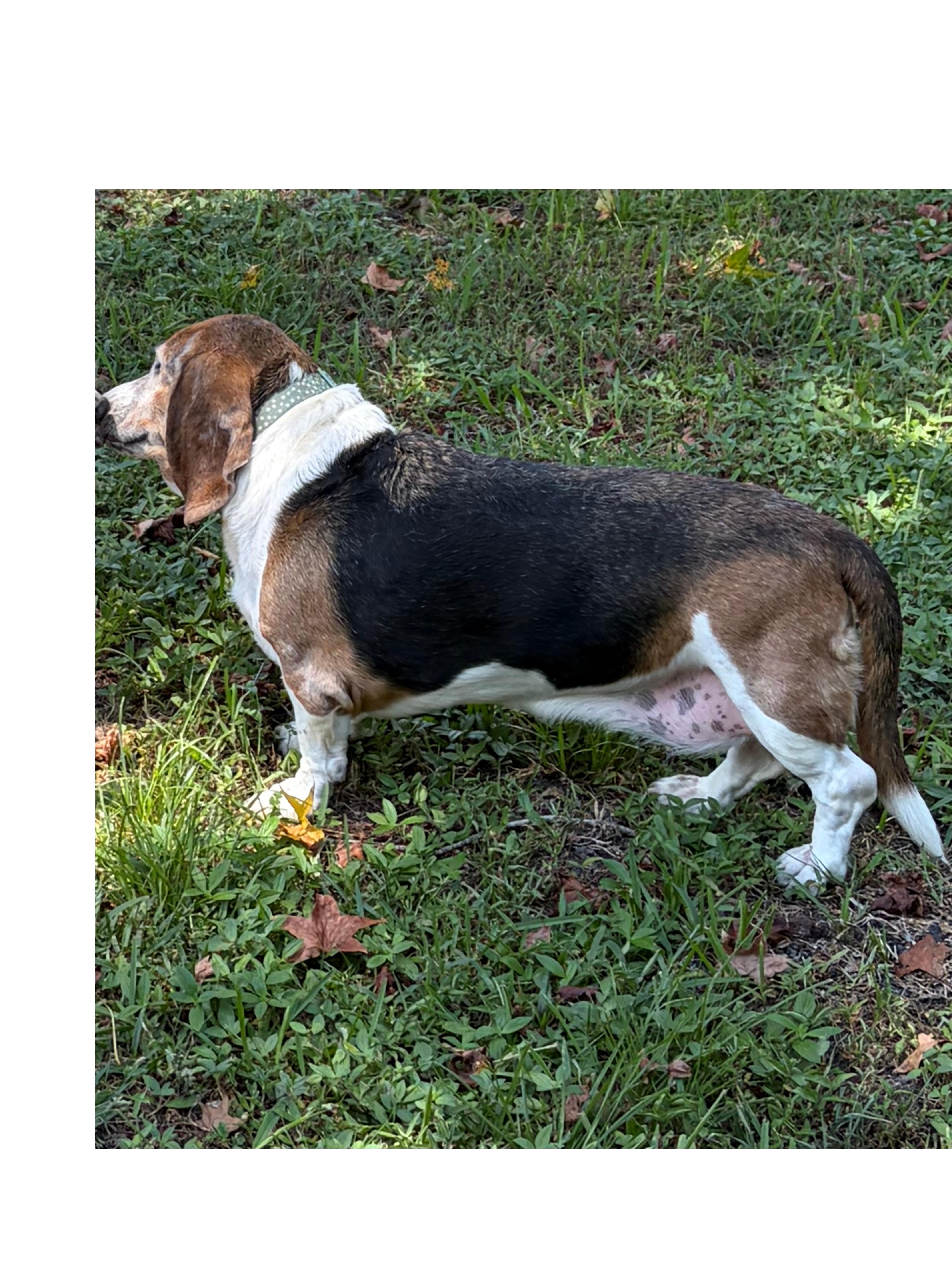 Enlarge Sadie & Leia, a Adoptable Basset Hound in Auburndale, FL image 3/3
