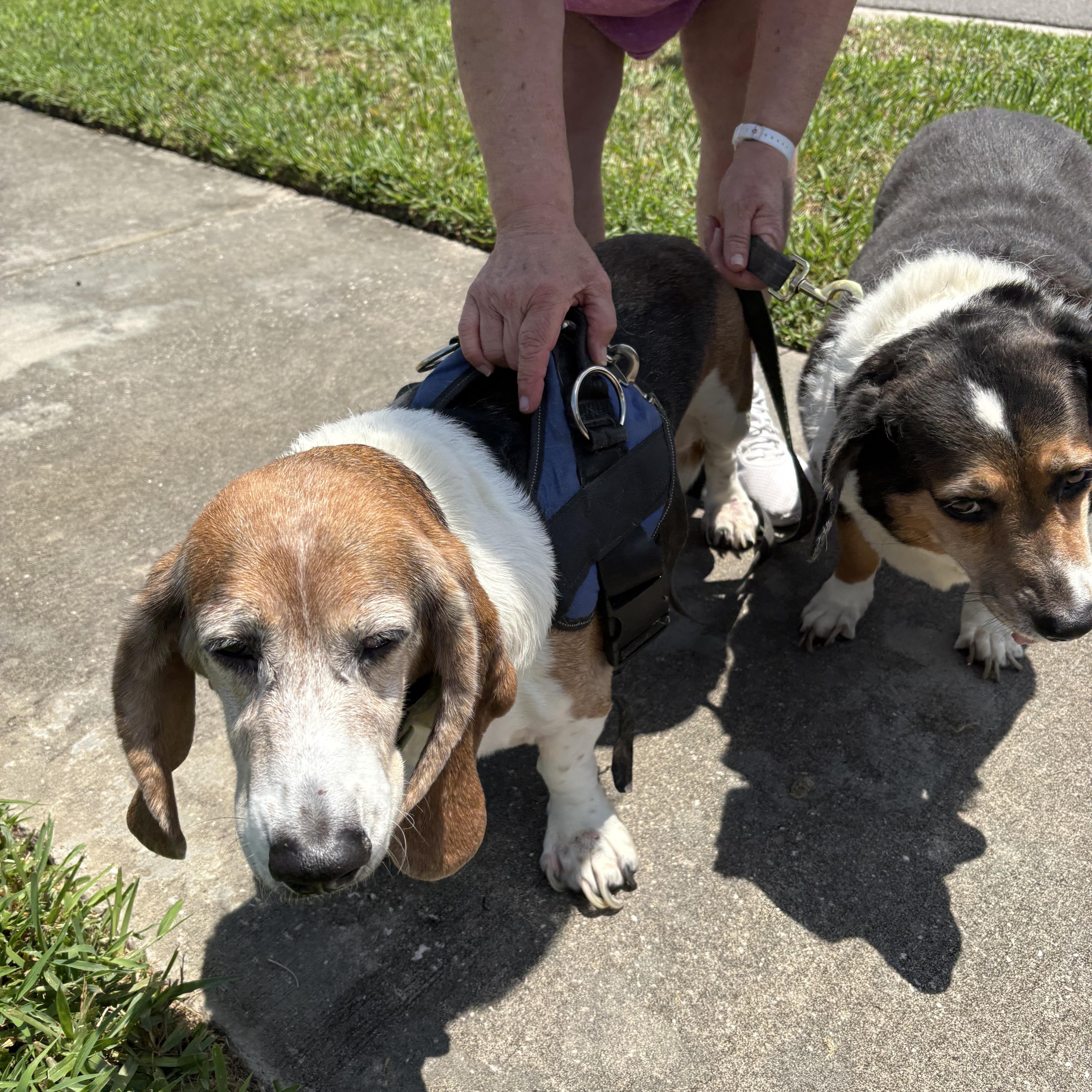 Enlarge Sadie & Leia, a Adoptable Basset Hound in Auburndale, FL image 1/3