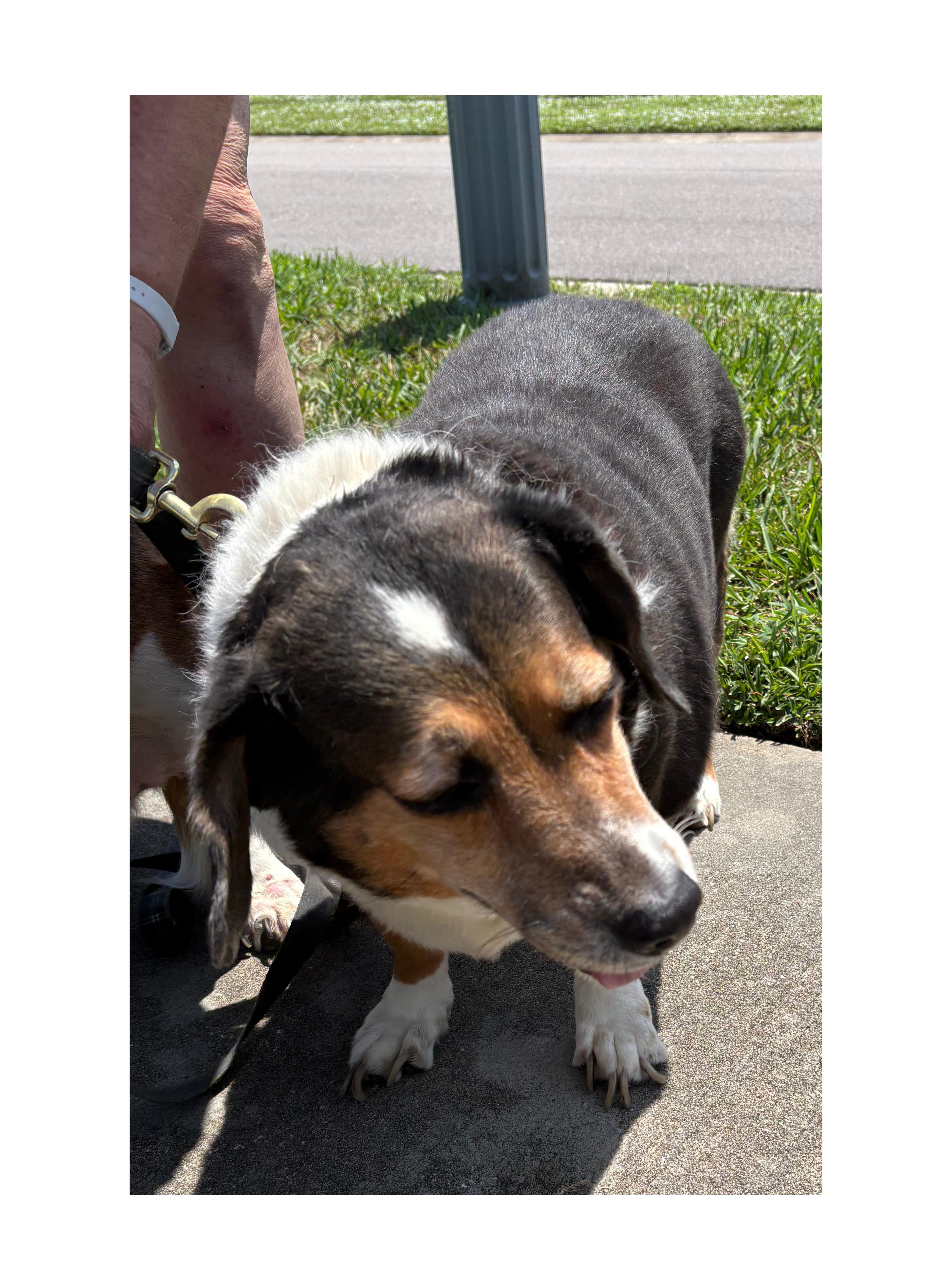 Enlarge Sadie & Leia, a Adoptable Basset Hound in Auburndale, FL image 2/3
