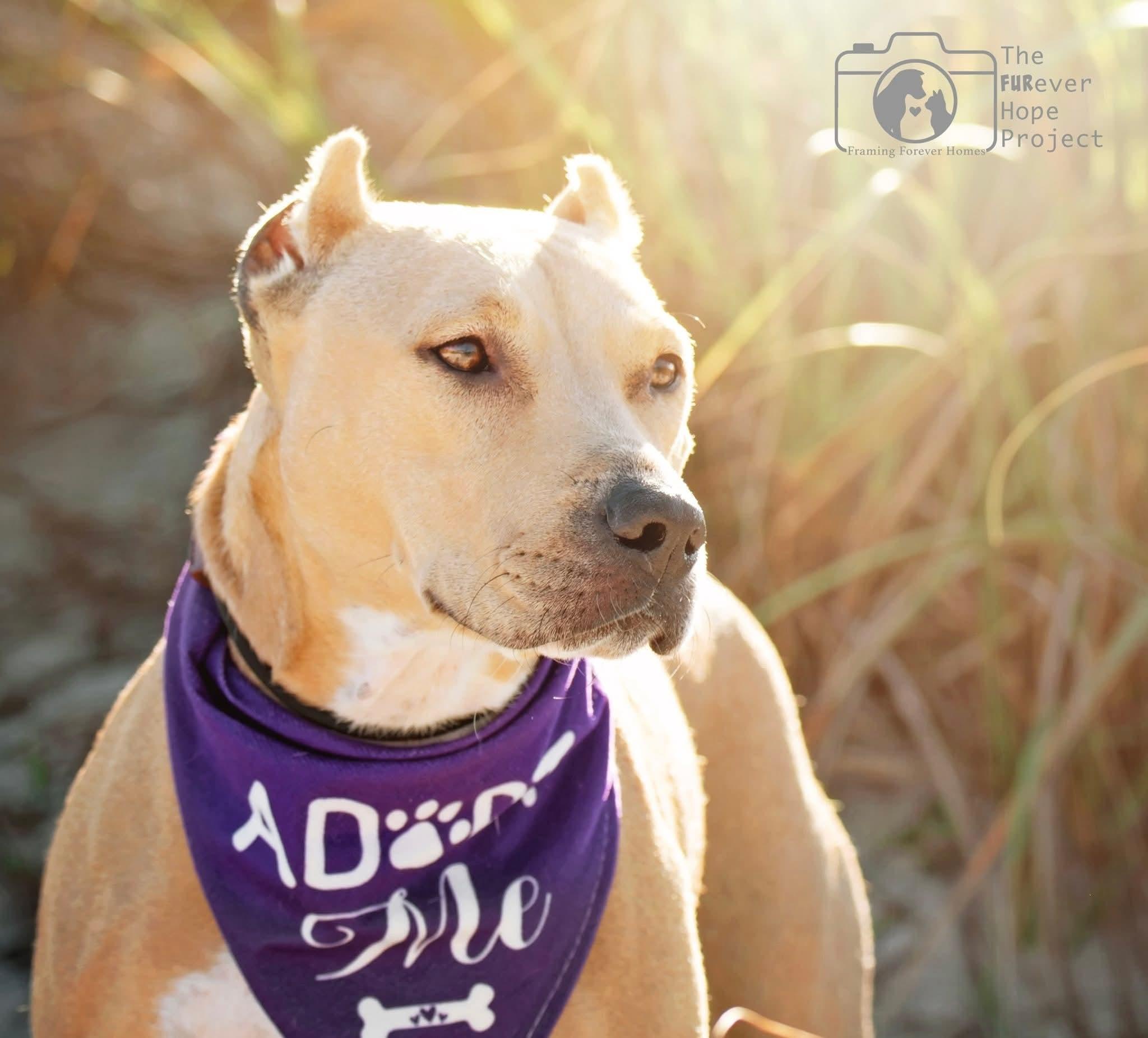 Enlarge Joyce, a ADOPTABLE mixed breed in Saint Augustine, FL image 1/1