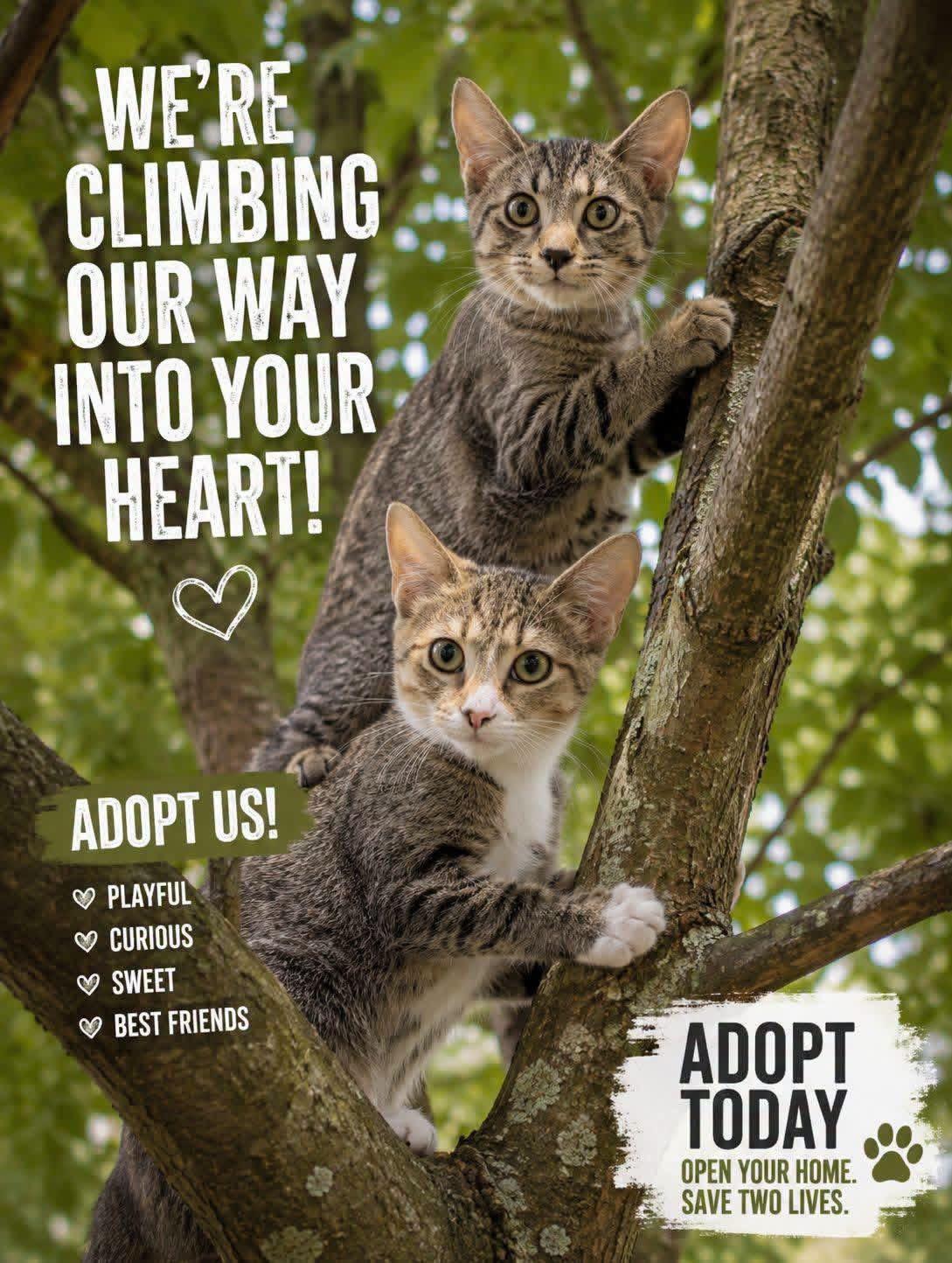 Kittens, Adoptable, Kitten Female Domestic Short Hair.