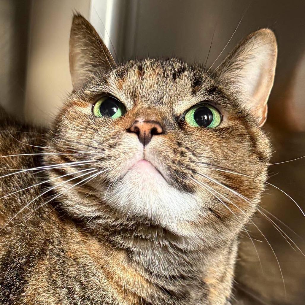 Enlarge Mia, a Adoptable Domestic Short Hair in Perkiomenville, PA image 1/2