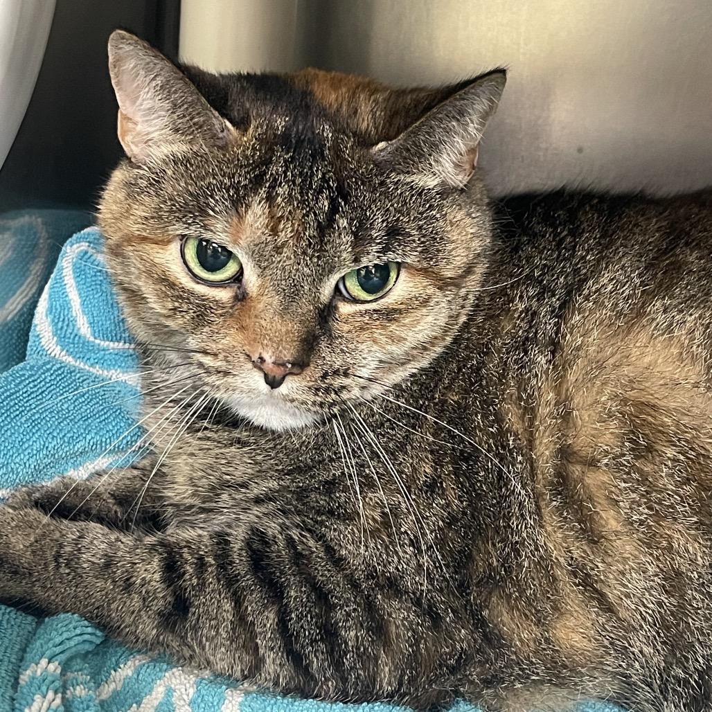 Mia, Adoptable, Senior Female Domestic Short Hair.