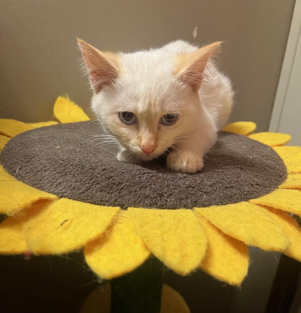 Dee Jay, a Adopted mixed breed in Wilmington, NC image 1/2