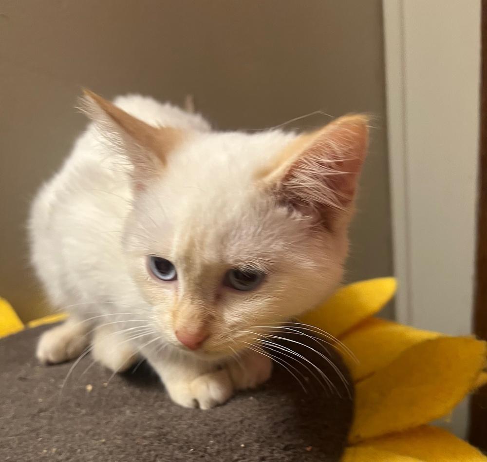 Dee Jay, a Adopted mixed breed in Wilmington, NC image 2/2