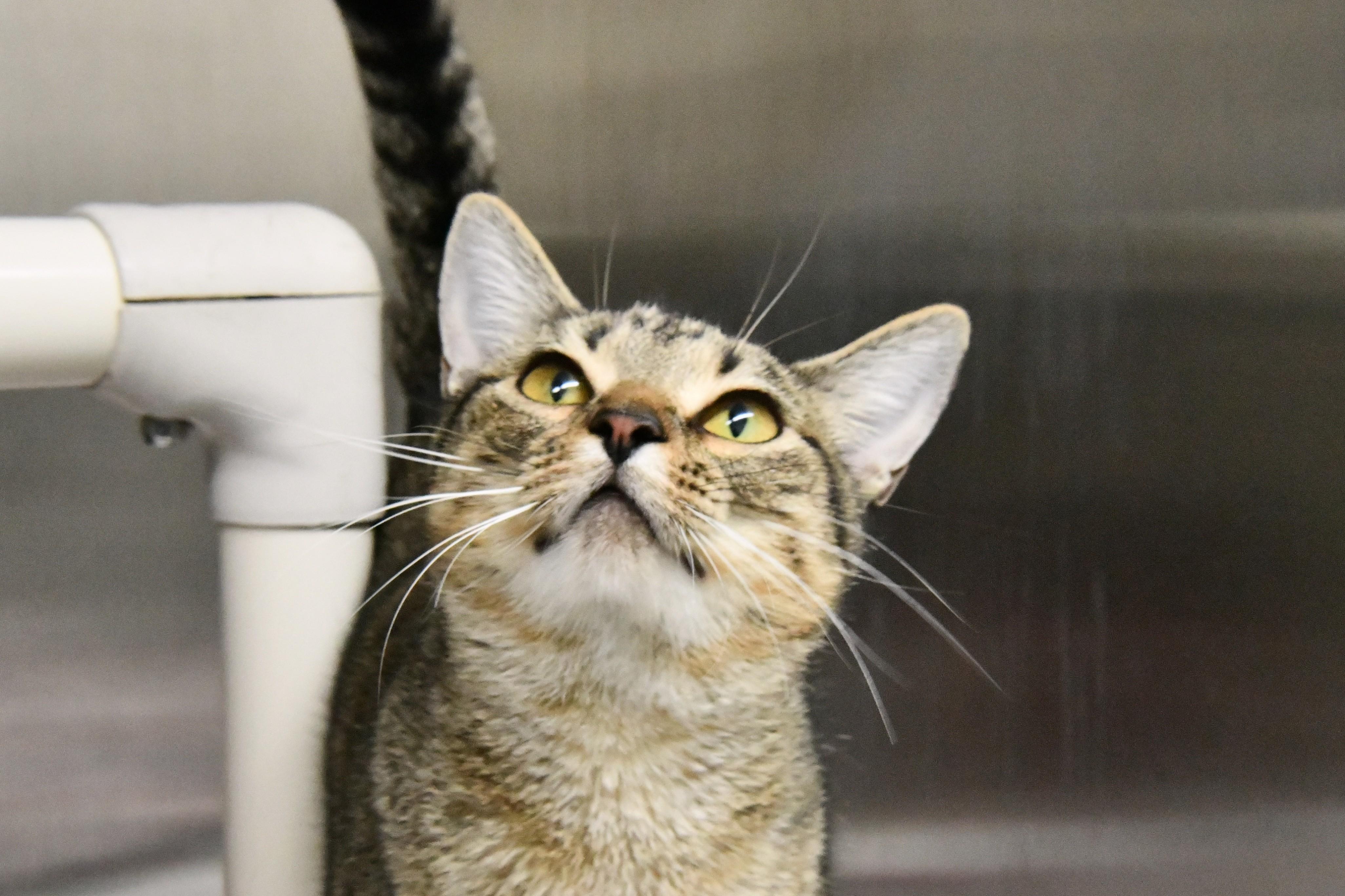 Spice, a ADOPTABLE Domestic Short Hair in Fairhope, AL image 1/2