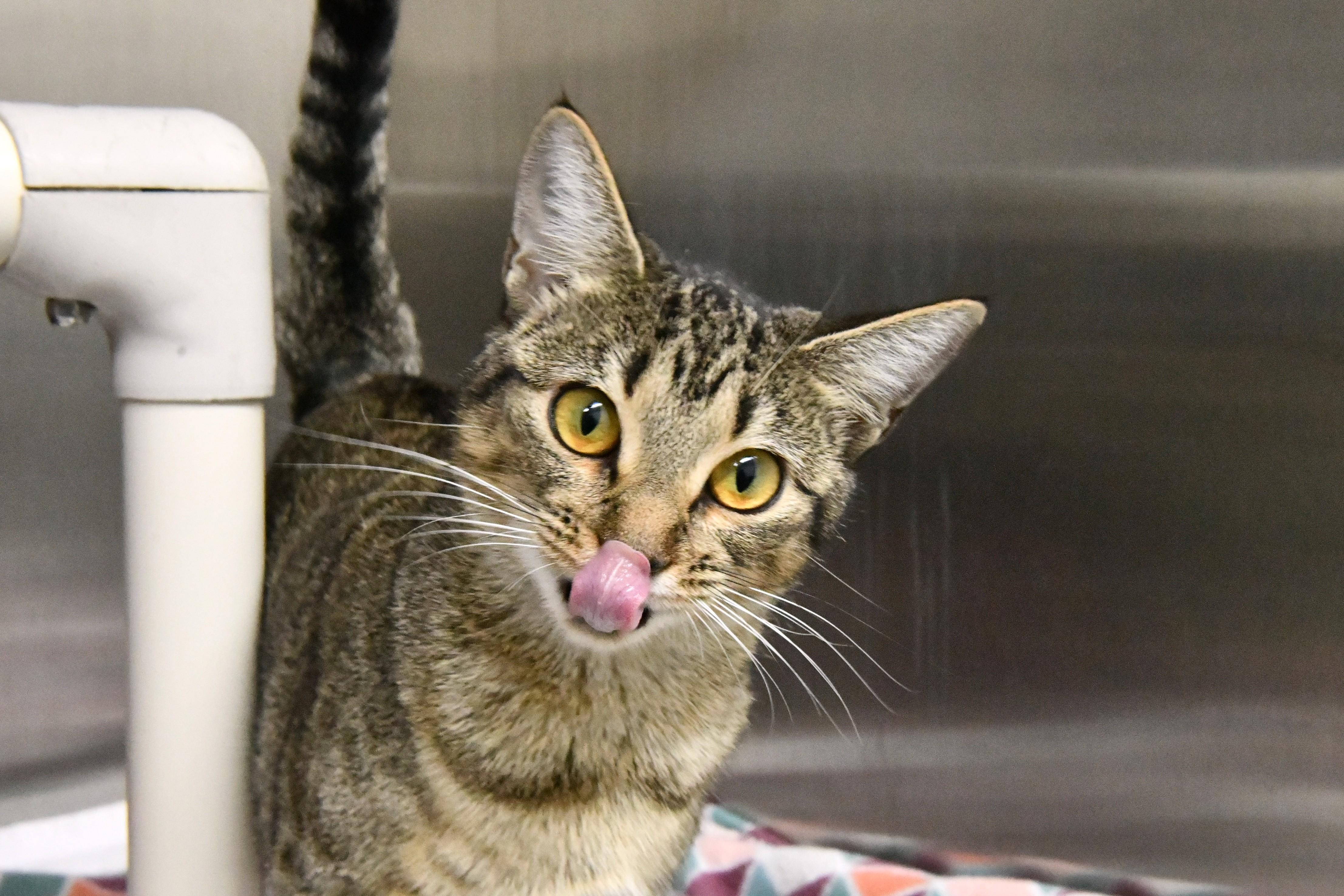 Spice, a ADOPTABLE Domestic Short Hair in Fairhope, AL image 2/2
