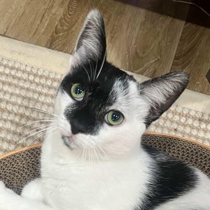 Enlarge Esseboda, a Adoptable Domestic Short Hair in Santa Ana, CA image 1/4