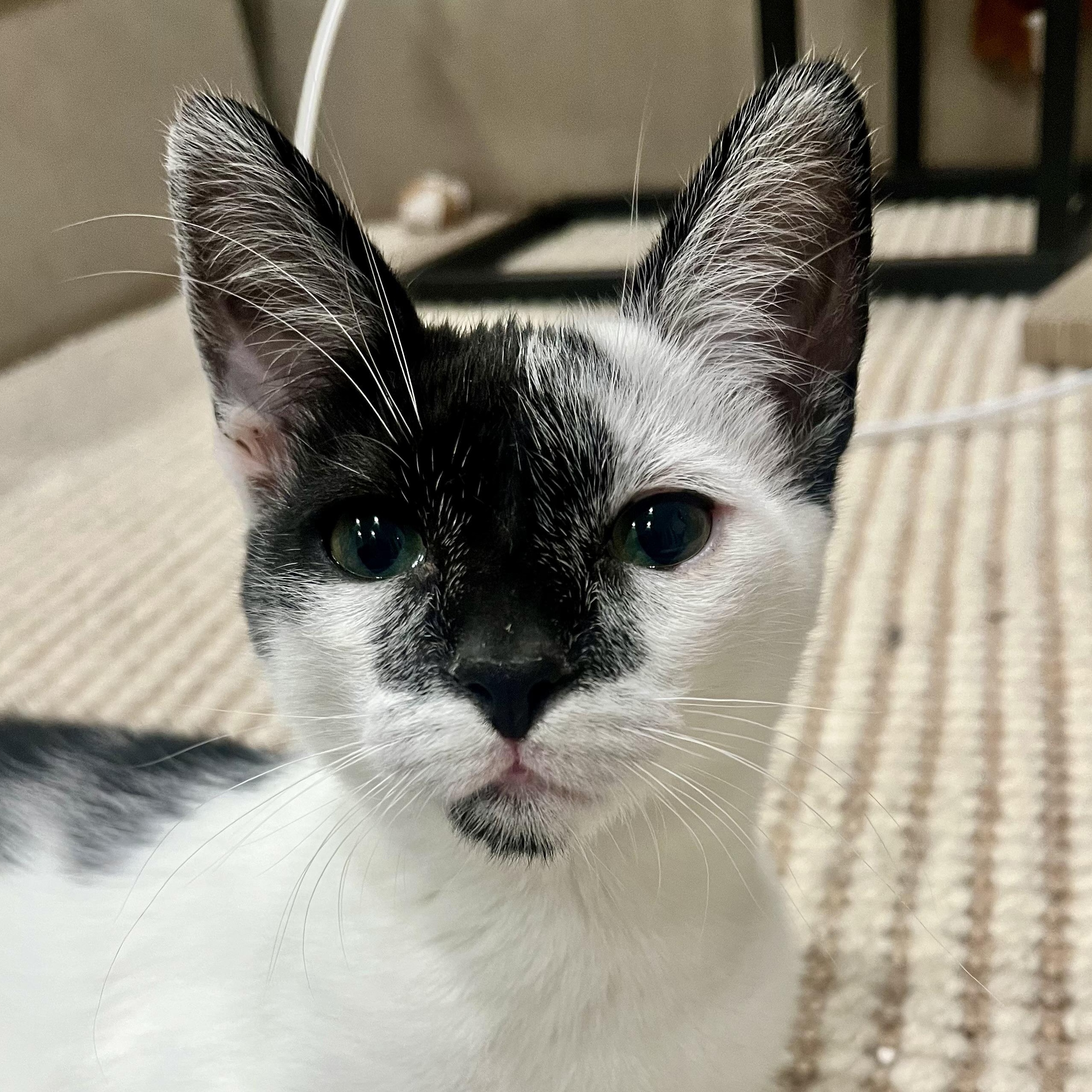 Enlarge Esseboda, a Adoptable Domestic Short Hair in Santa Ana, CA image 2/4
