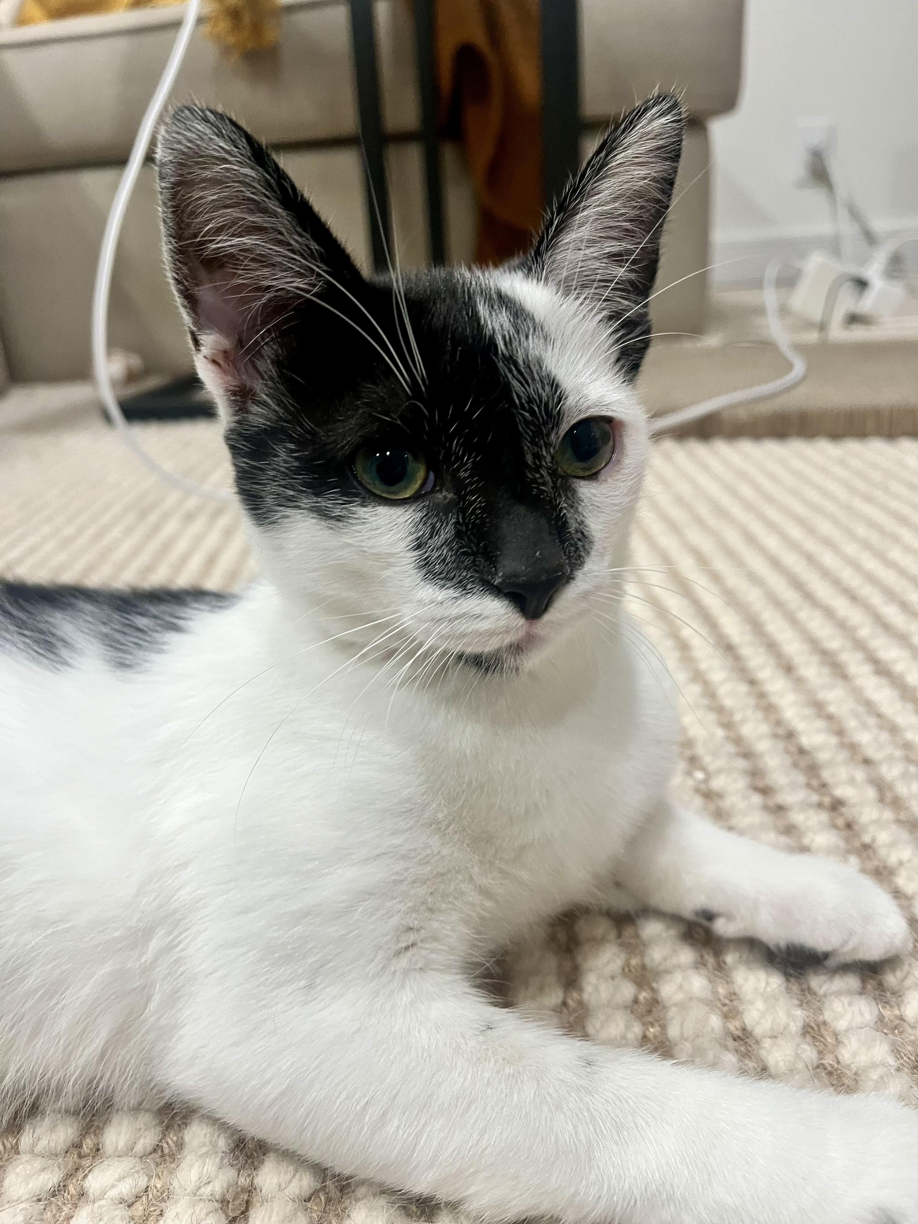 Enlarge Esseboda, a Adoptable Domestic Short Hair in Santa Ana, CA image 3/4