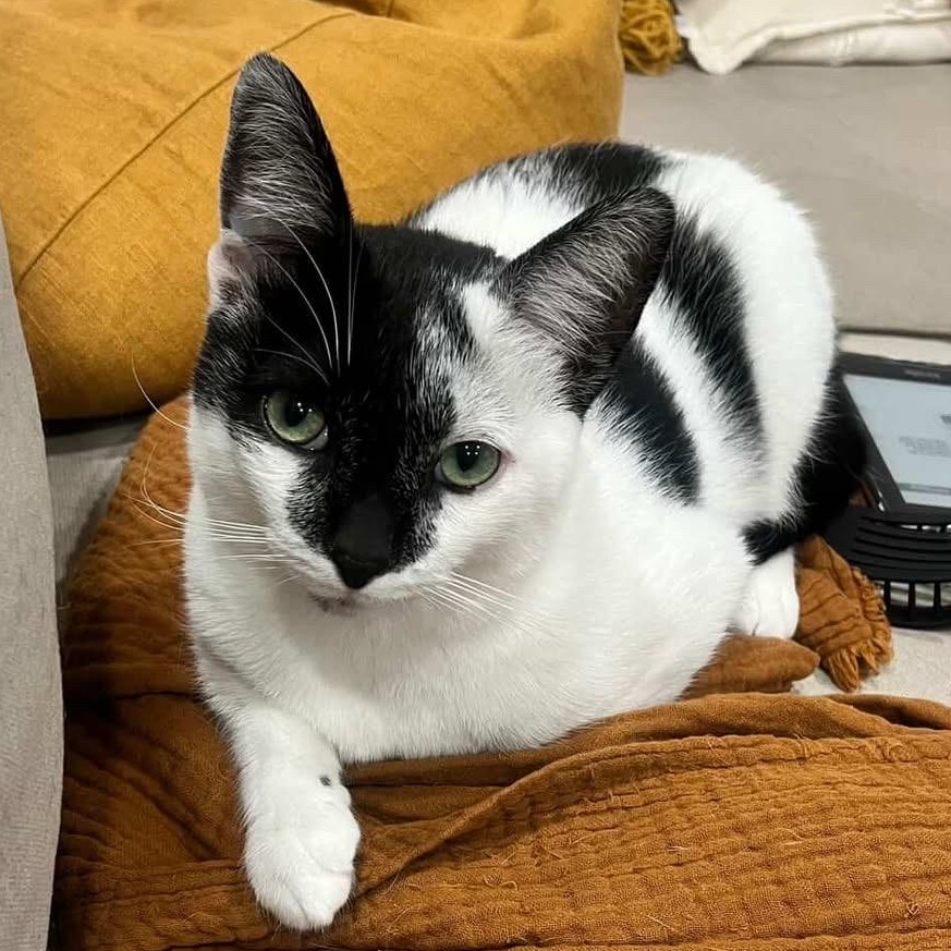 Enlarge Esseboda, a Adoptable Domestic Short Hair in Santa Ana, CA image 2/5