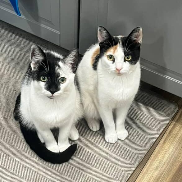 Esseboda — thumbnail 4